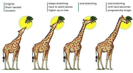 Evolution of Giraffe