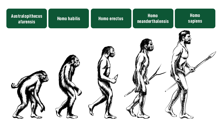 Human Evolution