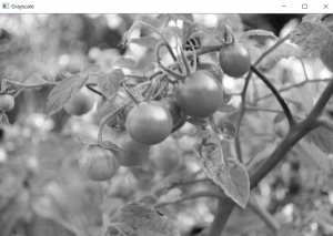 Grayscaling of Images using OpenCV