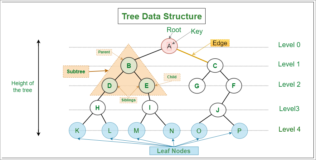 Introduction to Binary Tree - Data Structure and Algorithm Tutorials
