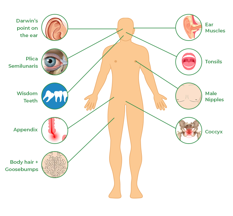 Vestigial Organs